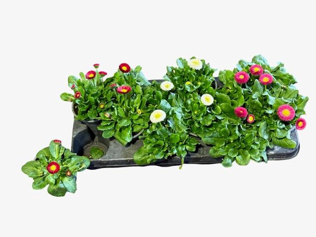 <h4>BELLIS PERENNIS GEM</h4>