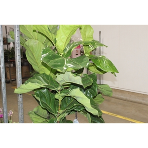 FICUS LYRATA P24