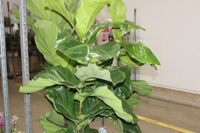 <h4>FICUS LYRATA P24</h4>