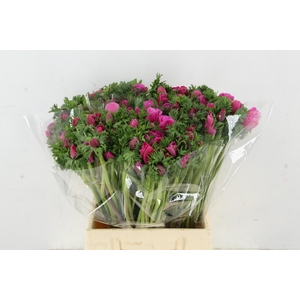 ANEMONE GALILEE HOTPINK