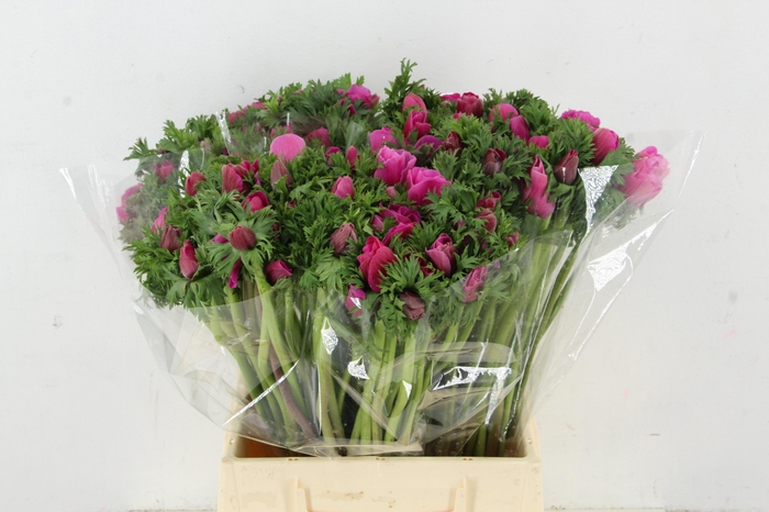 <h4>ANEMONE GALILEE HOTPINK</h4>