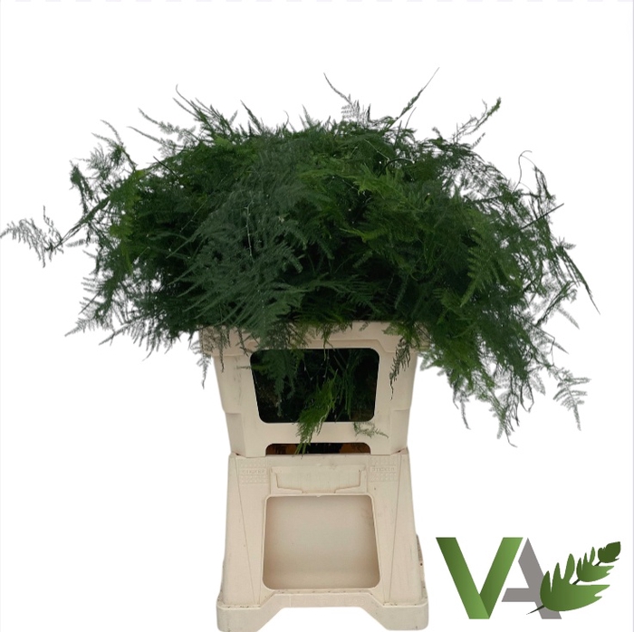 <h4>ASPARAGUS SETACEUS</h4>