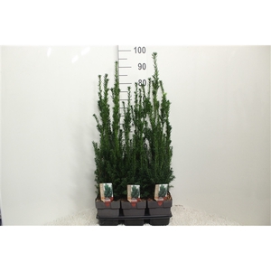 Taxus baccata 'Hillii' P17 (potgekweekt)