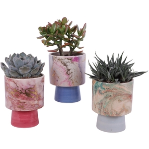 Succulenten mix Ø12cm in Ø14cm Ceramic FB676