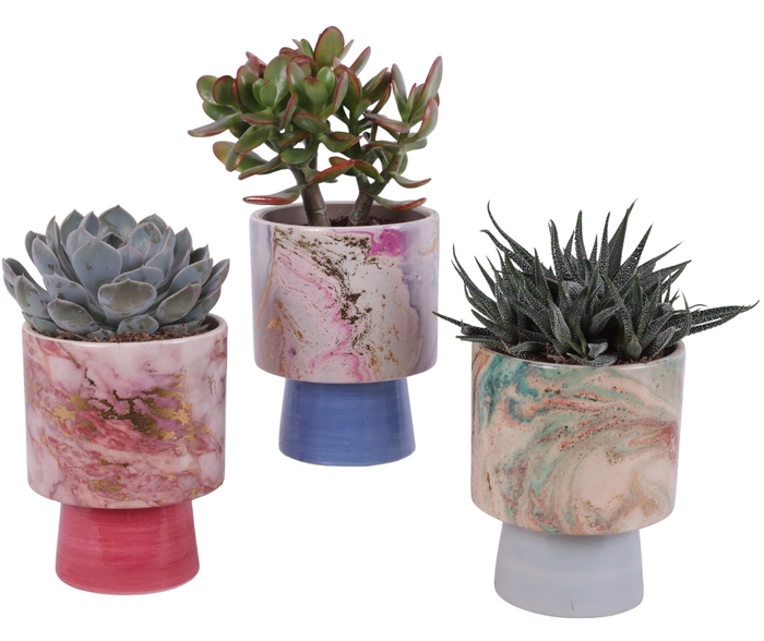 <h4>Succulenten mix Ø12cm in Ø14cm Ceramic FB676</h4>