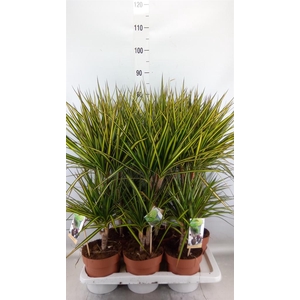 Dracaena marg. 'Sunray'