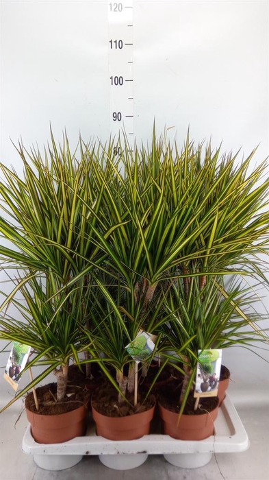<h4>Dracaena marg. 'Sunray'</h4>