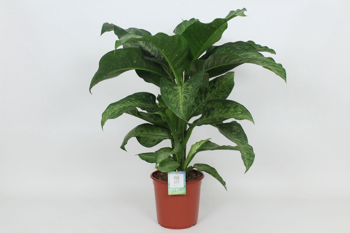 <h4>Purify Dieffenbachia Memoria Corsii 24 cm</h4>