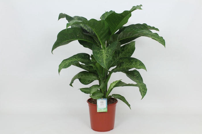 <h4>Purify Dieffenbachia Memoria Corsii 24 cm</h4>