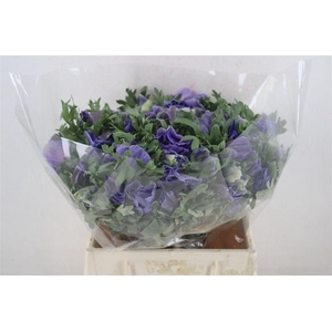 Anem Mistral Super Blue