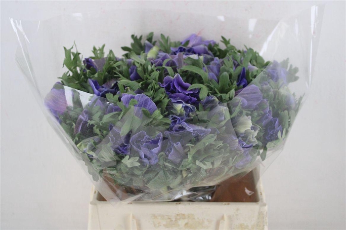 <h4>Anem Mistral Super Blue</h4>