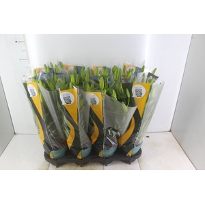 LIRIO TINY BEE P15