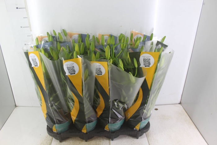 <h4>LIRIO TINY BEE P15</h4>
