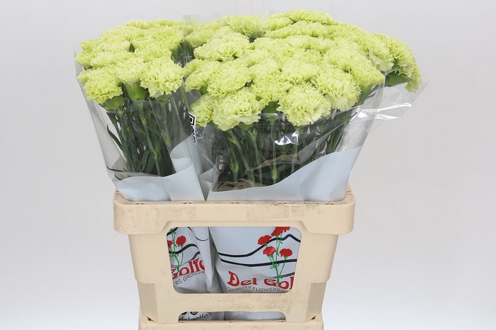 <h4>Dianthus St Goblin</h4>