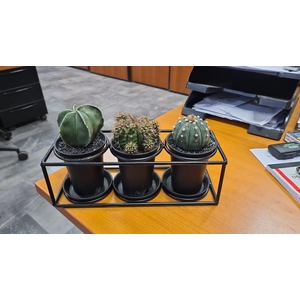 Cactus trio in design frame PROMO MIX