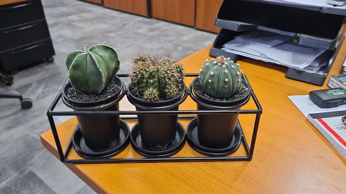 <h4>Cactus trio in design frame PROMO MIX</h4>