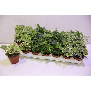 arr8 Hed He Gem 3 Srt