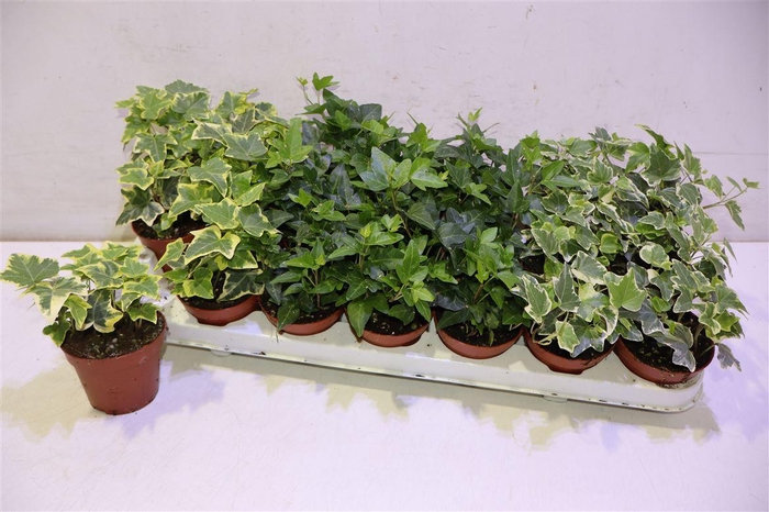 <h4>arr8 Hed He Gem 3 Srt</h4>