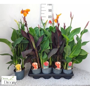 CANNA CANNOVA GEM