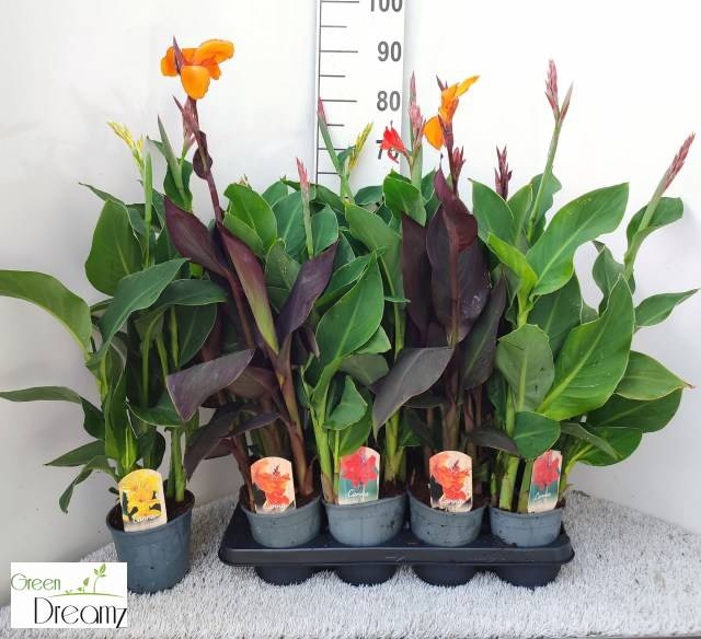 <h4>CANNA CANNOVA GEM</h4>