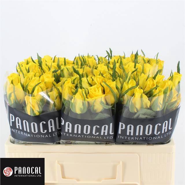 <h4>R GR MOONWALK</h4>