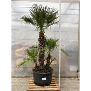 Chamaerops Humilis 001 - 325cm