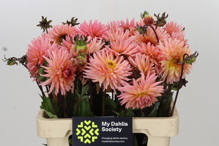 <h4>Dahlia Preference</h4>
