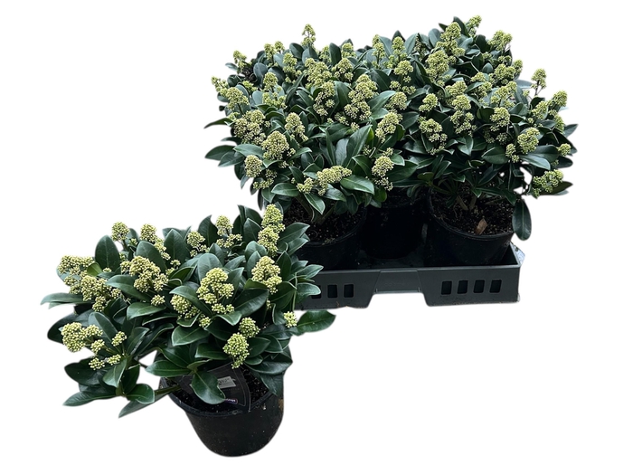 <h4>SKIM JA WHITE MARIA</h4>