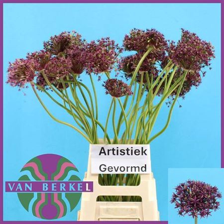 <h4>Allium Cherry Artistek</h4>
