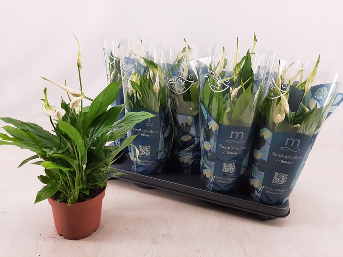 <h4>SPATH BELLINI</h4>