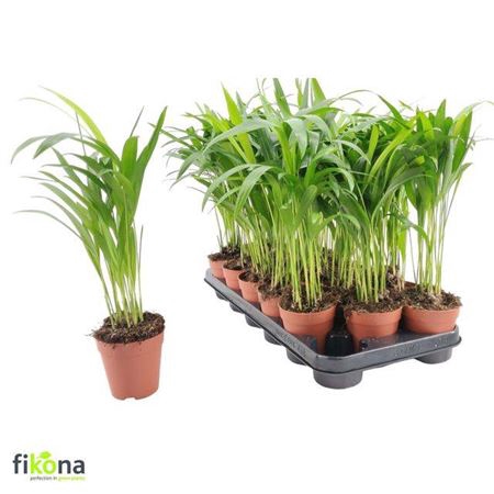 <h4>Dypsis Lutescens</h4>
