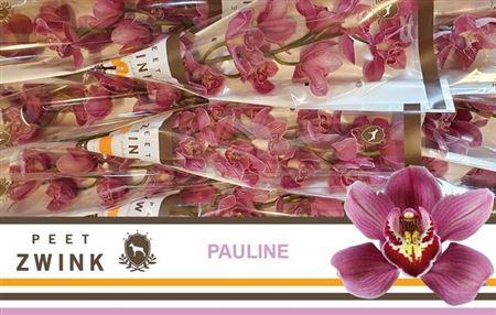 <h4>Cymb T Mrs Pauline</h4>