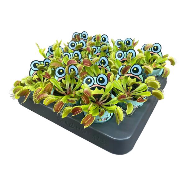 <h4>Dionaea Muscipula 5,5 cm in Flybye potcover</h4>