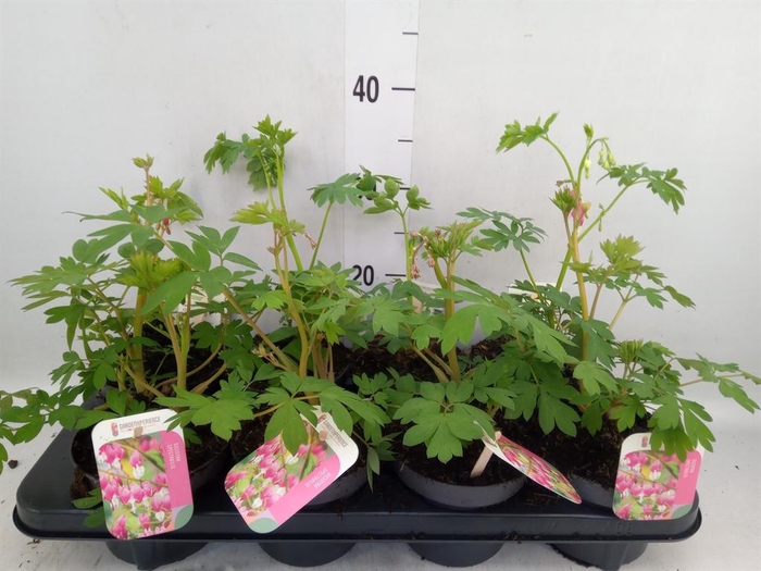 <h4>Dicentra spectabilis</h4>