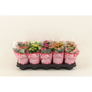 Kalanchoe Double, Catchy Season Mix