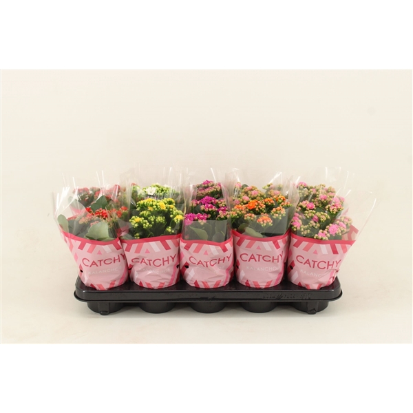 <h4>Kalanchoe Double, Catchy Season Mix</h4>