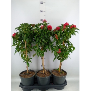 Pentas lanceolata 'Panic Red'