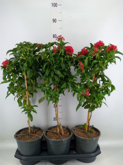 <h4>Pentas lanceolata 'Panic Red'</h4>