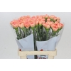 Dianthus St Goopy Geer