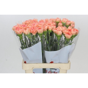 Dianthus St Goopy Geer