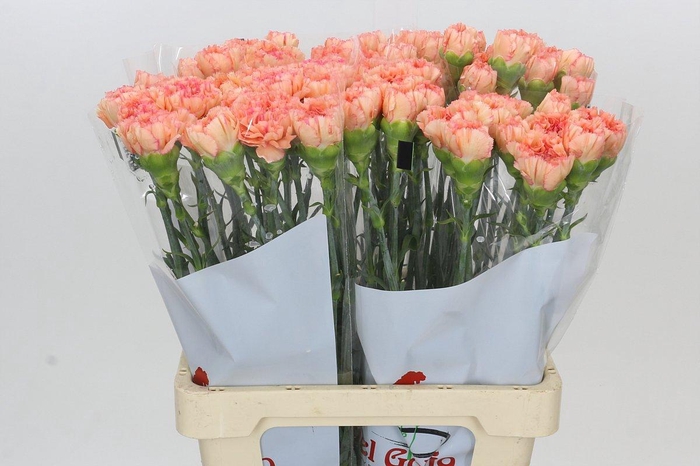 <h4>Dianthus St Goopy Geer</h4>