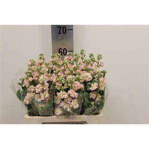 MATTHIOLA IRON APRICOT 45CM