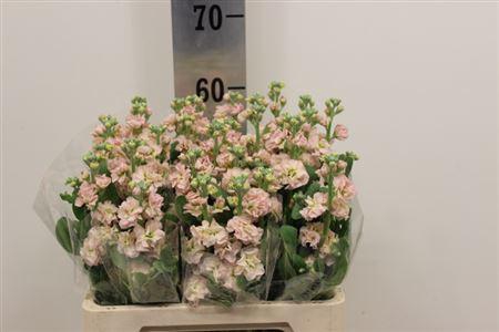<h4>MATTHIOLA IRON APRICOT 45CM</h4>