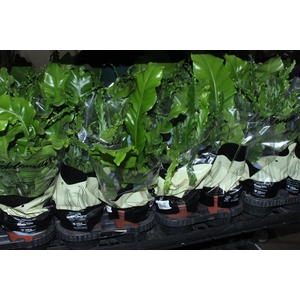 ASPLENIUM VARIADO P14