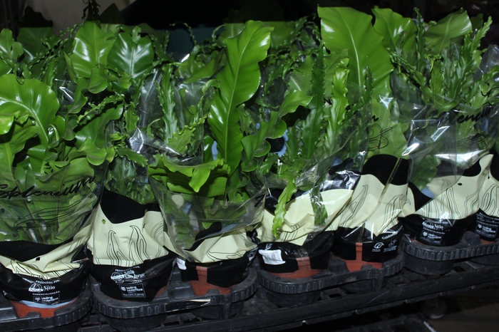 <h4>ASPLENIUM VARIADO P14</h4>