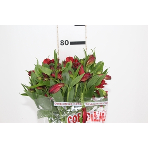 ALSTROEMERIA NATALYA 080 CM