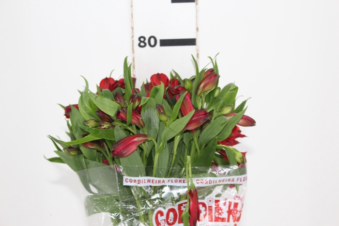 <h4>ALSTROEMERIA NATALYA 080 CM</h4>