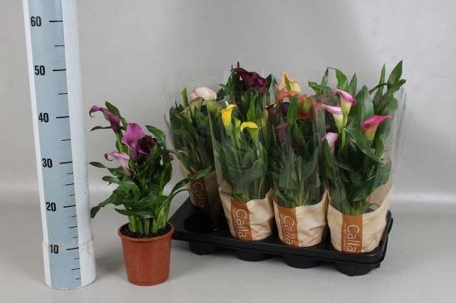 <h4>ZANT GEM 6 KL</h4>