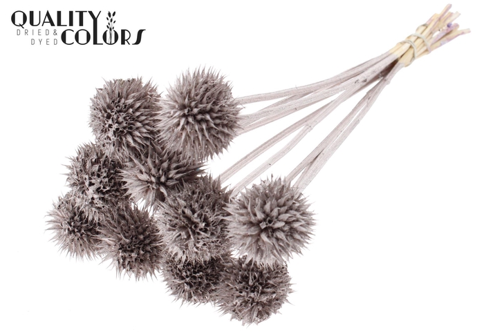 <h4>Droogbloemen   ...bewerkt H%</h4>