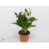 Zantedeschia white in P&PURE Tirza ceramics